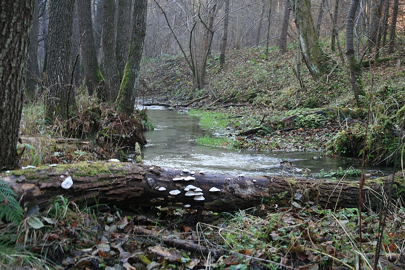 Rostoczek 11.2008 439